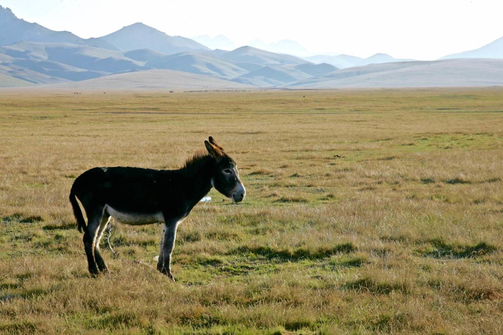 Kyrgyzstan Tours Travel Information Kalpak Travel Kyrgyzstan Tours Travel Information Kalpak Travel