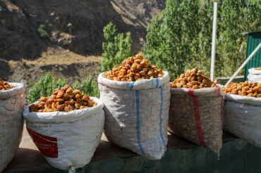 Tajikistan dried apricots in the mountains