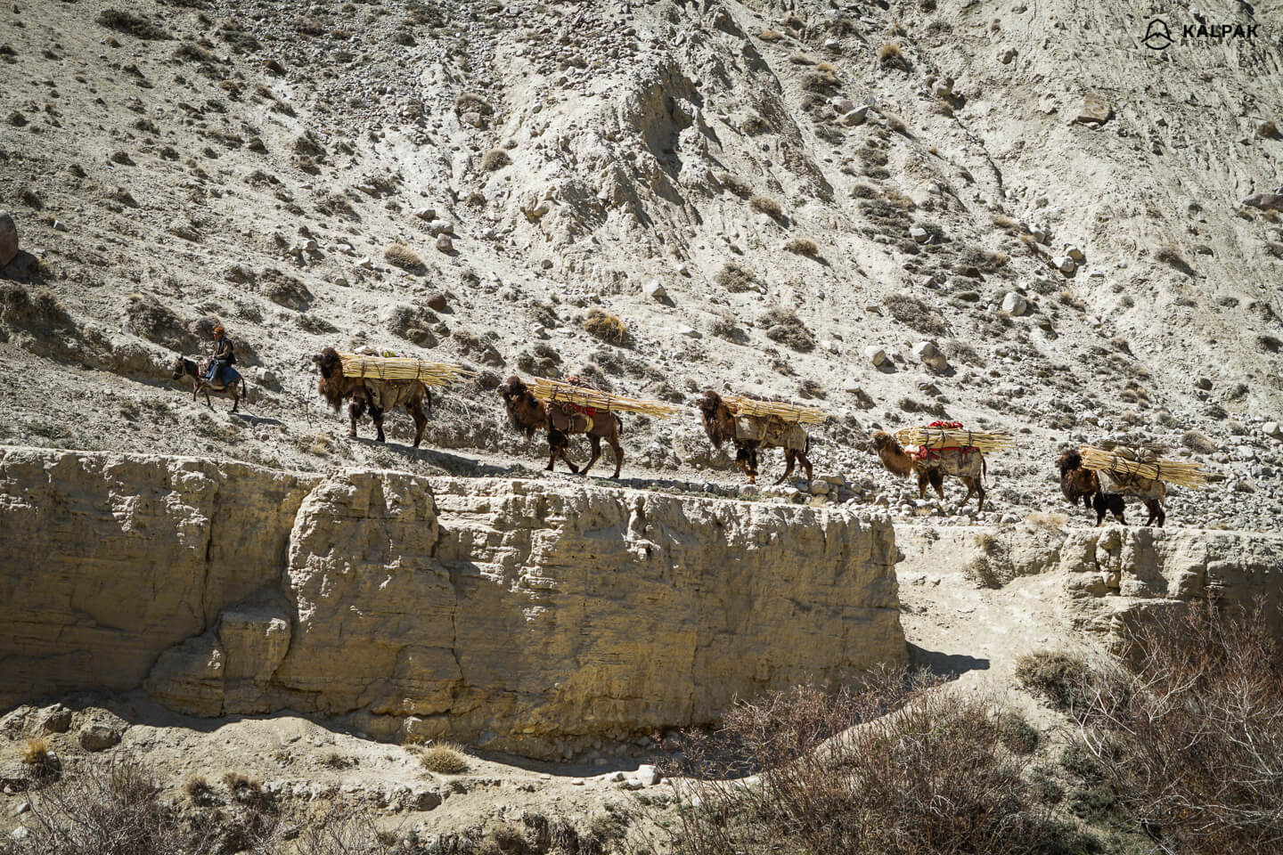 Camels on the Pamir Highway as in the times of the Silk Road trade