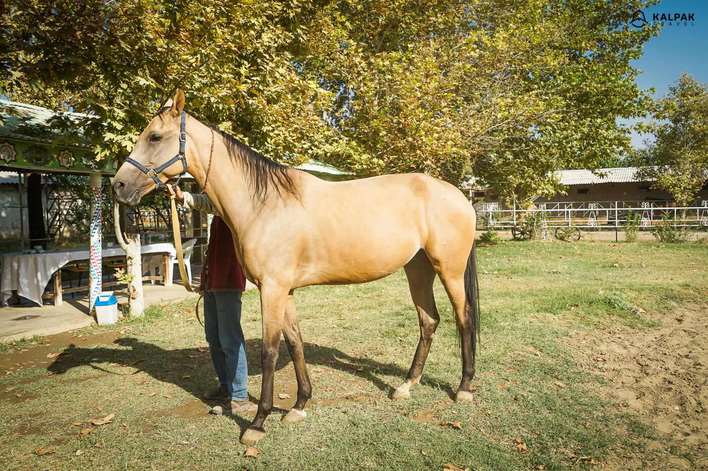 Turkmen horse Akhal Teke