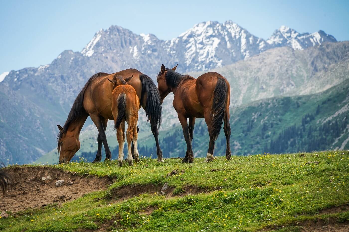 Issyk Kul horses