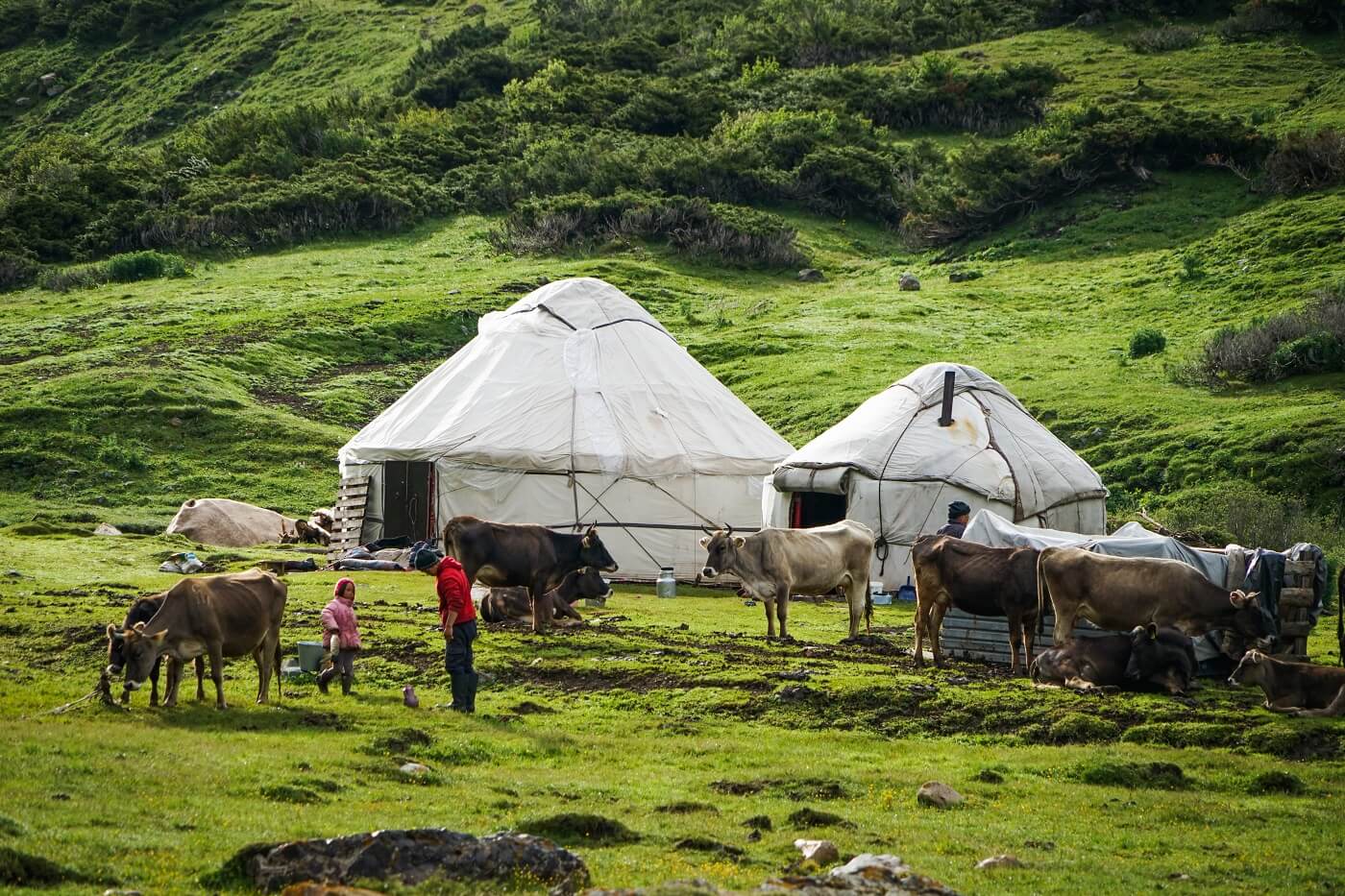Yurts in nature in Issyk Kul region